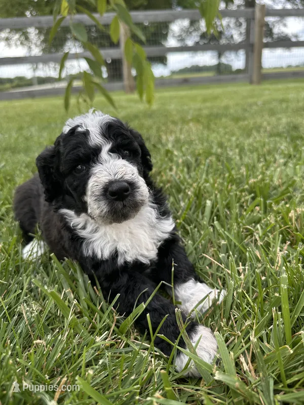 Birdie – Bernedoodle puppy for sale in West Jefferson, OH