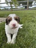 Cricket, a female Bernedoodle for sale in West Jefferson, OH – 5 of 10