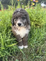 Moose, a male Bernedoodle for sale in West Jefferson, OH – 3 of 9