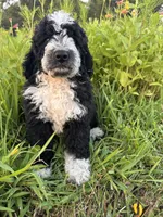 Birdie, a female Bernedoodle for sale in West Jefferson, OH – 4 of 10