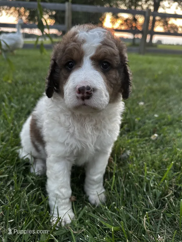 Cricket – Bernedoodle puppy for sale in West Jefferson, OH
