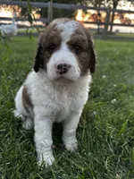 Cricket, a female Bernedoodle for sale in West Jefferson, OH – 6 of 10