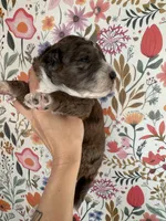 Moose, a male Bernedoodle for sale in West Jefferson, OH – 4 of 5
