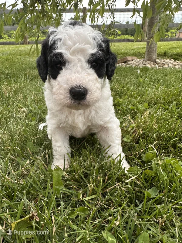Duckie – Bernedoodle puppy for sale in West Jefferson, OH