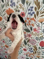 Duckie, a male Bernedoodle for sale in West Jefferson, OH – 2 of 4