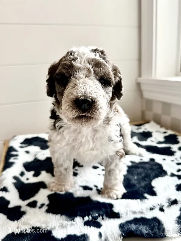 Hawk (reserved) – Bernedoodle puppy for sale in West Jefferson, OH