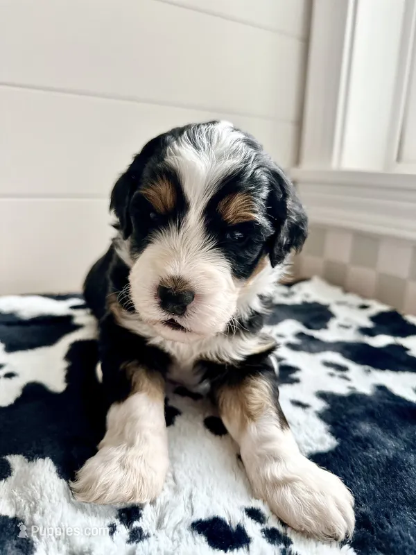 Rooster – Bernedoodle puppy for sale in West Jefferson, OH