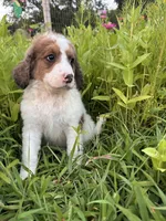 Cricket, a female Bernedoodle for sale in West Jefferson, OH – 4 of 10