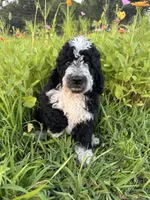 Birdie, a female Bernedoodle for sale in West Jefferson, OH – 2 of 10