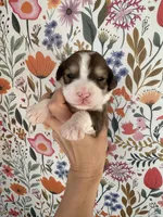 Bunny, a female Bernedoodle for sale in West Jefferson, OH – 2 of 5
