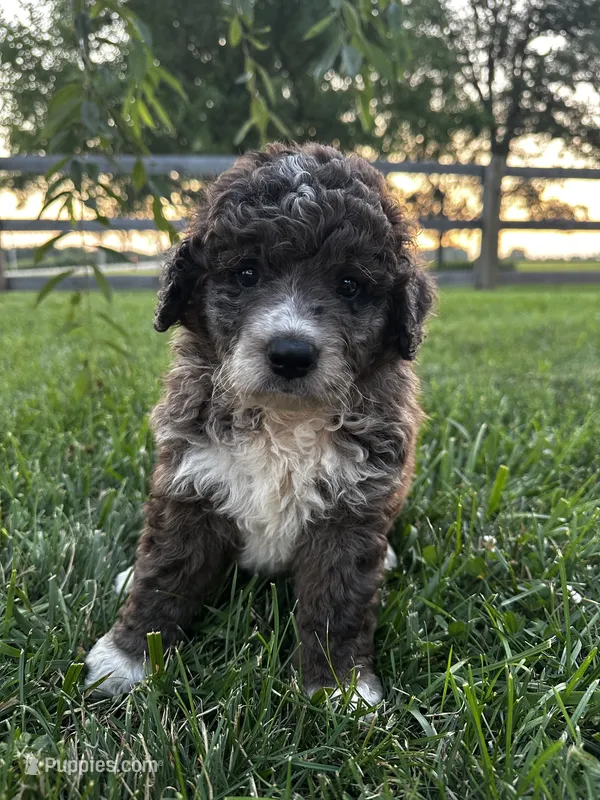 Moose – Bernedoodle puppy for sale in West Jefferson, OH