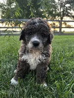 Moose, a male Bernedoodle for sale in West Jefferson, OH – 4 of 9
