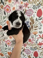 Birdie, a female Bernedoodle for sale in West Jefferson, OH – 5 of 5