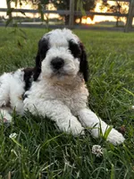 Duckie, a male Bernedoodle for sale in West Jefferson, OH – 5 of 9