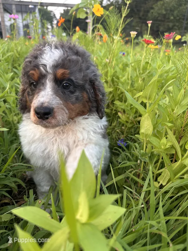 Otter – Bernedoodle puppy for sale in West Jefferson, OH