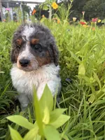 Otter, a male Bernedoodle for sale in West Jefferson, OH – 1 of 10