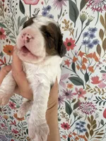 Cricket, a female Bernedoodle for sale in West Jefferson, OH – 2 of 7