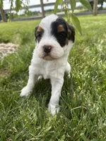 Froggy, a male Bernedoodle for sale in West Jefferson, OH – 7 of 10