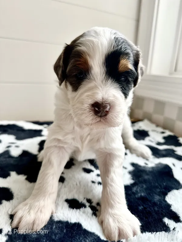 Froggy – Bernedoodle puppy for sale in West Jefferson, OH