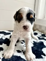 Froggy, a male Bernedoodle for sale in West Jefferson, OH – 9 of 10
