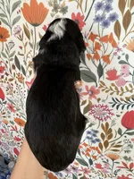 Rooster, a male Bernedoodle for sale in West Jefferson, OH – 5 of 5