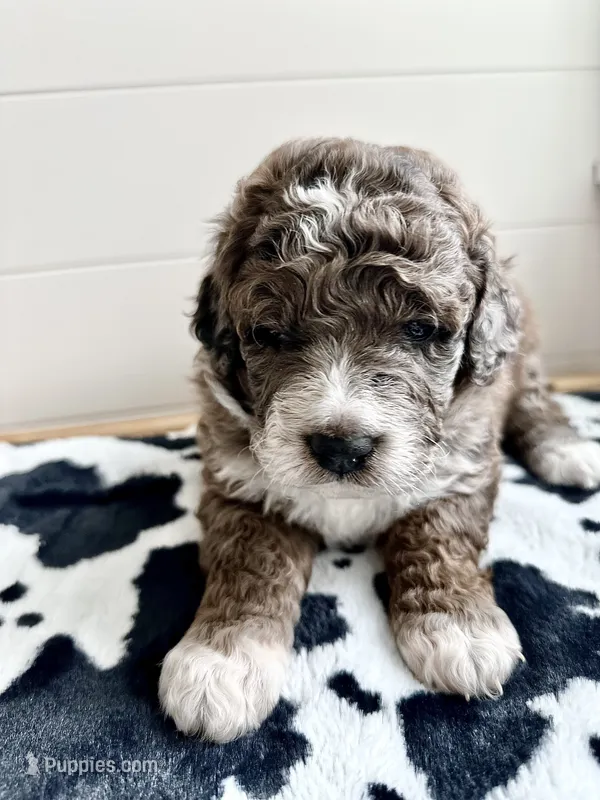 Moose – Bernedoodle puppy for sale in West Jefferson, OH