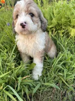 Bunny, a female Bernedoodle for sale in West Jefferson, OH – 3 of 10