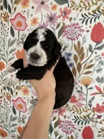 Birdie, a female Bernedoodle for sale in West Jefferson, OH – 4 of 5