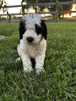 Duckie, a male Bernedoodle for sale in West Jefferson, OH – 6 of 9