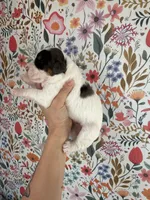 Froggy, a male Bernedoodle for sale in West Jefferson, OH – 4 of 5