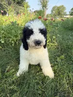 Duckie (ready!), a male Bernedoodle for sale in West Jefferson, OH – 3 of 10