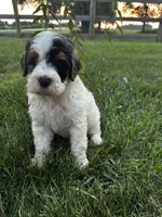 Froggy, a male Bernedoodle for sale in West Jefferson, OH – 6 of 10