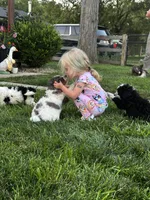 Otter, a male Bernedoodle for sale in West Jefferson, OH – 6 of 10