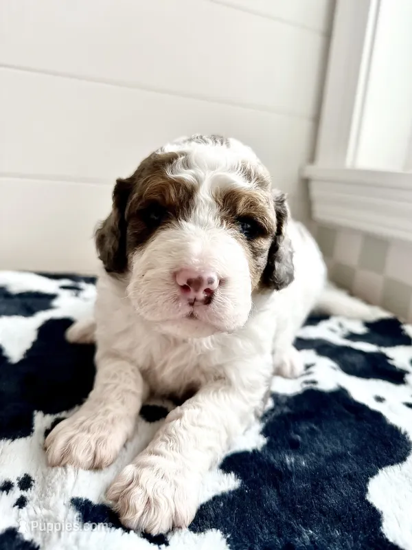 Cricket – Bernedoodle puppy for sale in West Jefferson, OH
