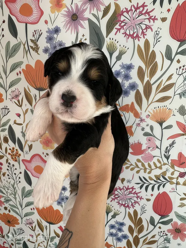 Rooster – Bernedoodle puppy for sale in West Jefferson, OH
