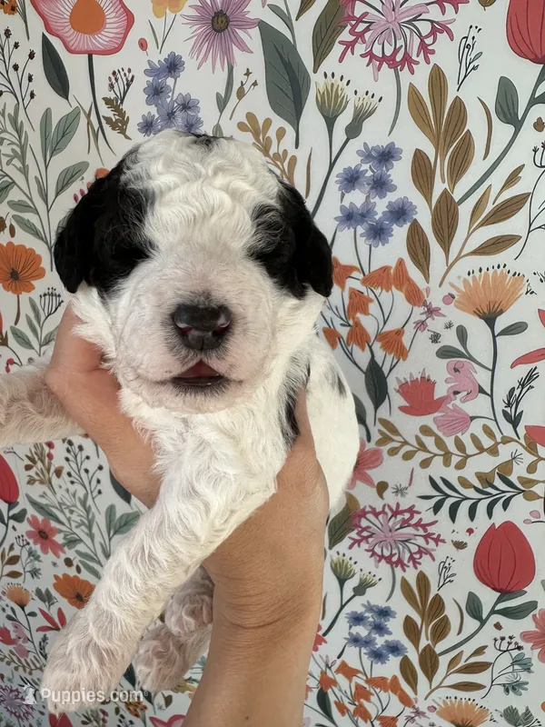 Duckie – Bernedoodle puppy for sale in West Jefferson, OH