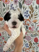 Duckie, a male Bernedoodle for sale in West Jefferson, OH – 1 of 4