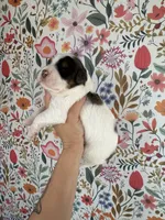 Froggy, a male Bernedoodle for sale in West Jefferson, OH – 5 of 5