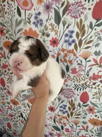 Cricket, a female Bernedoodle for sale in West Jefferson, OH – 6 of 7