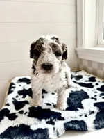 Hawk (reserved), a male Bernedoodle for sale in West Jefferson, OH – 6 of 8