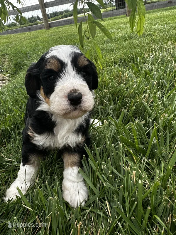 Rooster – Bernedoodle puppy for sale in West Jefferson, OH