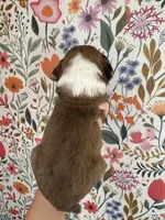 Bunny, a female Bernedoodle for sale in West Jefferson, OH – 4 of 5