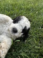 Duckie, a male Bernedoodle for sale in West Jefferson, OH – 4 of 9