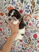 Otter, a male Bernedoodle for sale in West Jefferson, OH – 5 of 5