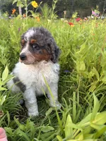 Otter, a male Bernedoodle for sale in West Jefferson, OH – 4 of 10