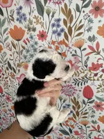 Duckie, a male Bernedoodle for sale in West Jefferson, OH – 3 of 4