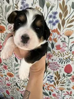 Rooster, a male Bernedoodle for sale in West Jefferson, OH – 2 of 5