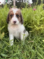 Cricket, a female Bernedoodle for sale in West Jefferson, OH – 3 of 10