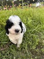 Duckie, a male Bernedoodle for sale in West Jefferson, OH – 3 of 9