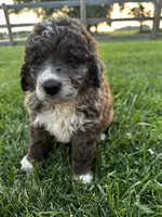 Moose, a male Bernedoodle for sale in West Jefferson, OH – 5 of 9